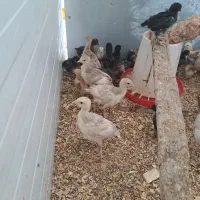 جوجه بوقلمون ،مرغ ،اردک‌