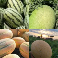 هندوانه دراگون وسفید خربزه جانا و تونلیت