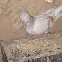 دم سفید|پرنده|فاروج, |دیوار