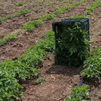 شیتیل کجه فرهنگی کارن و رجستون
