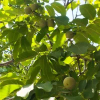 محصول گردو ی باغ شما را خریداریم