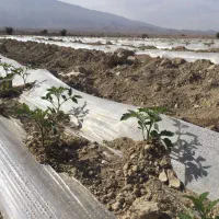 زمین-کشاورزی-در-شهر-کهنوج-اجاره-داده-میشود