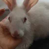 خرگوش