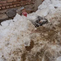 بوقلمون محلی جامانه ای