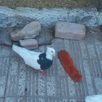 کفتر طوقی مشکی نر