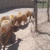 ۴ تامیش ۳تاش یه ماه ابستن جوان یکی از میش چهار بره