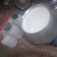 ماست دوغ شیرمستقیم ازگاوداری یکبارببری مشتری میشی