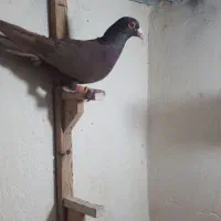 سرخ خارجی