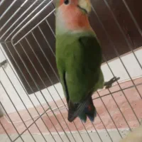 طوطی هلویی