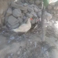سلام اردک اسراییلی به فروش میرسد