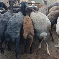 21راس میش جوان برای داشتی