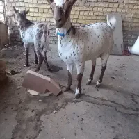 بزغاله نر و ماده