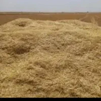 کاه گندم دیم سنم