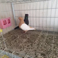 دورنگ|پرنده|کوهین, |دیوار
