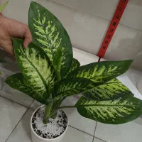 گیاه دیفن باخیا دوکله