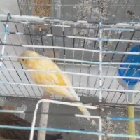 فروش یکجا و کلی تعداد ۶عدد قناری