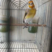 سهره قناری دهن کلا سهره تازه مس