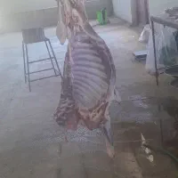 کشتار فردا گوساله