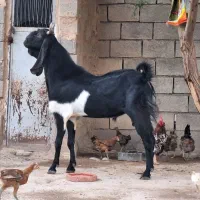 بز نر