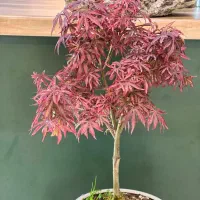 گل و گیاه کادویی نفیس