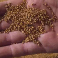 تخم یونجه بمی اصلاح شده کیلویی یک میلیون صد