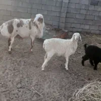 قوچ