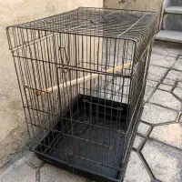 قفس عروس هلندی