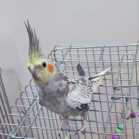 عروس هلندی ماده