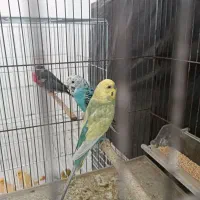 مرغ عشق رینبو باتخم