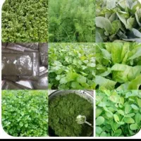 فروش انواع سبزی فریزری و خشک رامهرمز
