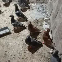 کبوتر المانی  جوانه