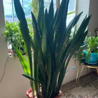 گل های بسیار زیبا