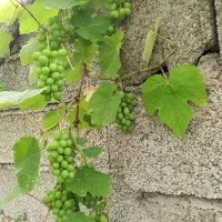 غوره برای آبگیری درشت وابدار