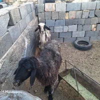 دو راس میش داشت شکم سوم و چهارم