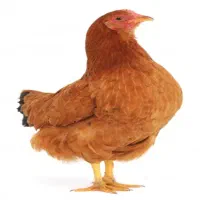 مرغ تخم گذار