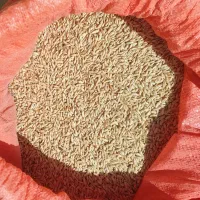 جو درجه 1 محلی