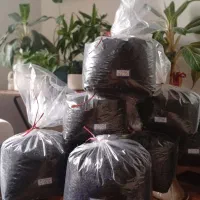 چای لاهیجان