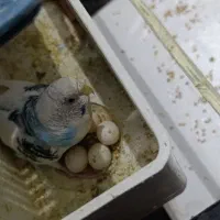 مرغ عشق 3 عدد با چهار تخم