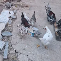 مرغ گلین لری با خروس۱۰عدد