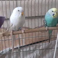 یک جفت مرغ عشق