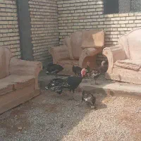 ۶عدد بوقلمون