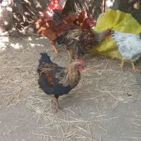 خروس جوان شیش ماهه