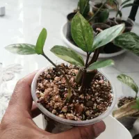 گل و گیاه زاموفیلیا