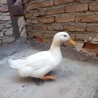 اردک