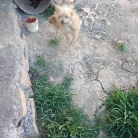 سگ تول بازی‌گوش