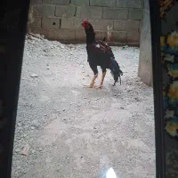 خروس لاری