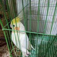 عروس هلندی
