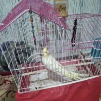 عروس هلندی نر