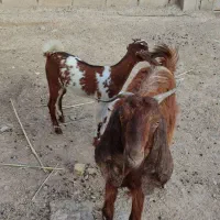 گوسفند نر و بز ماده