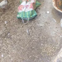 ۶تاجوجه  دونه ای ۲۰۰ویک بارنه ۴۰۰